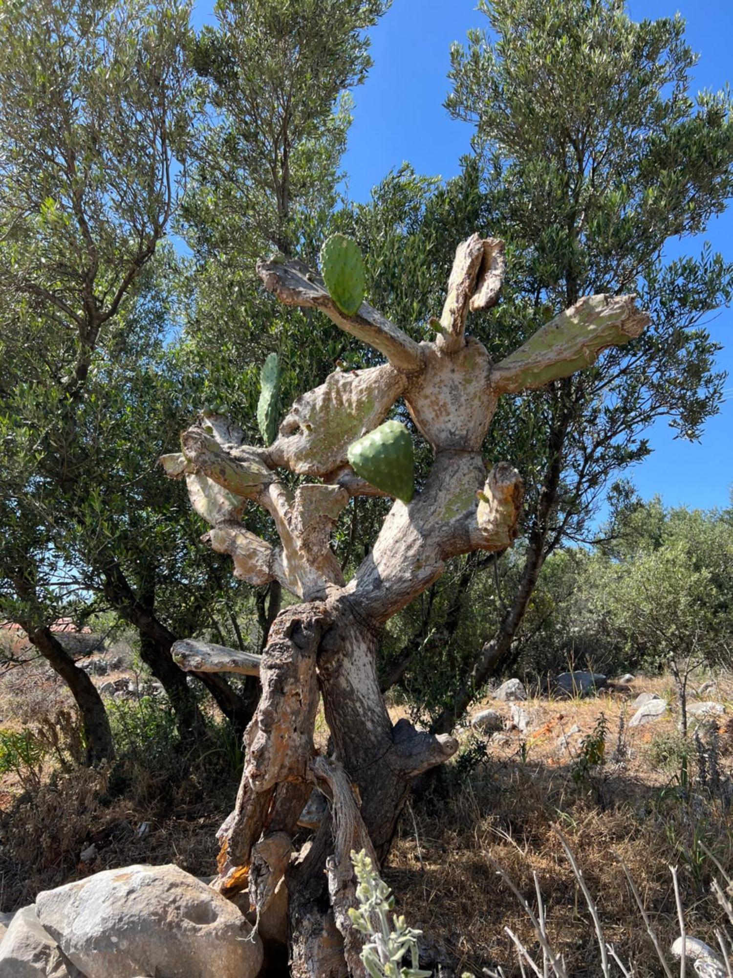 Koukouri Village Kafiona Bagian luar foto